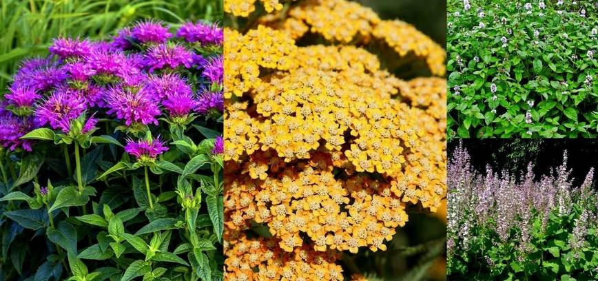 Heilpflanzen- und Gemüsesetzlingsmesse auf dem Bauernhof Vilkė 