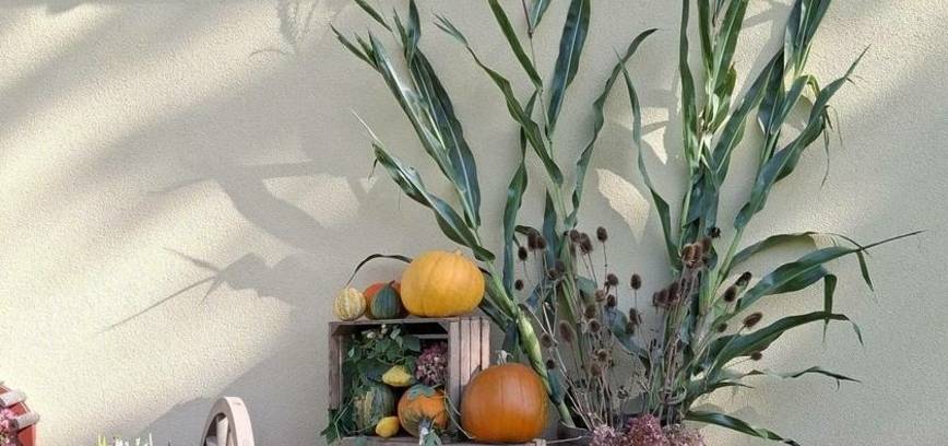 Moliūgų instaliacijų paroda