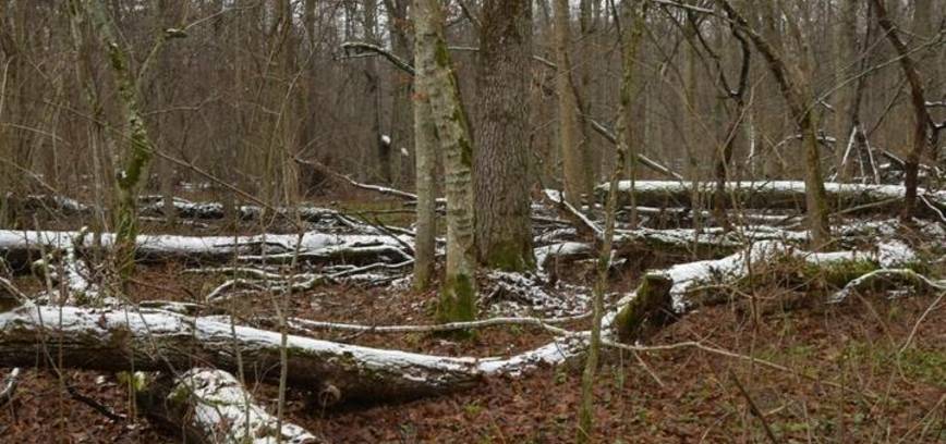 Pėsčiųjų pažintinis žygis ,,Kalniškės miško lobynai