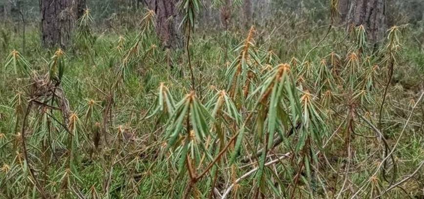 Pėsčiųjų pažintinis žygis ,,Statiškės miško gamtos ir istorijos lobynai