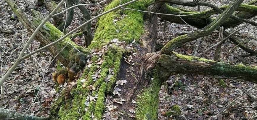 Pėsčiųjų pažintinis žygis ,,Statiškės miškas. Dublis 2