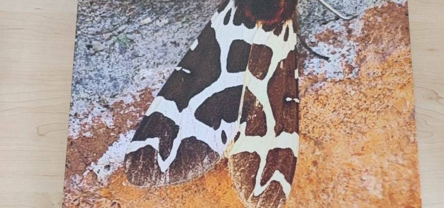 Audronės Makrickienės fotografijų paroda ,,Pasimatymai su gamta