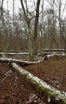 Wycieczka piesza „Skarby Lasu Kalniskiego”