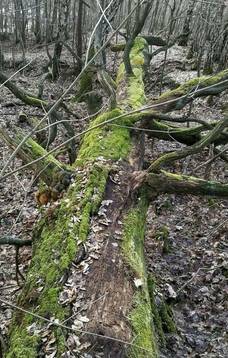 Wycieczka piesza „Las Statiškės. Double 2”