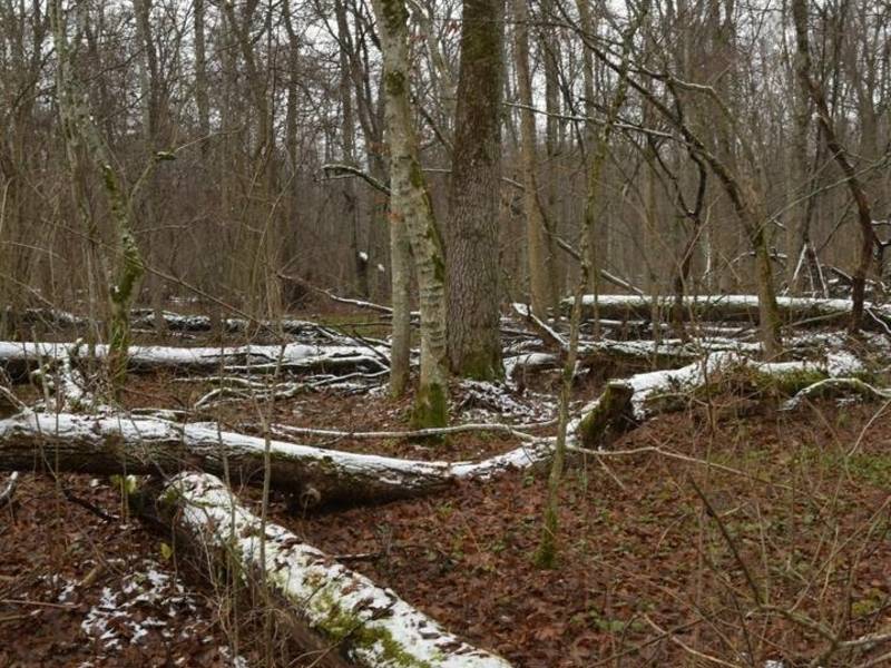Pėsčiųjų pažintinis žygis ,,Kalniškės miško lobynai"