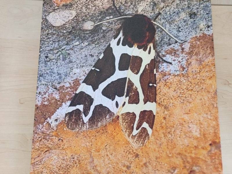 Audronės Makrickienės fotografijų paroda ,,Pasimatymai su gamta"